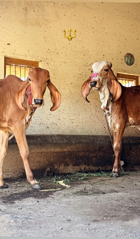 A2 quality pure Gir cow ghee